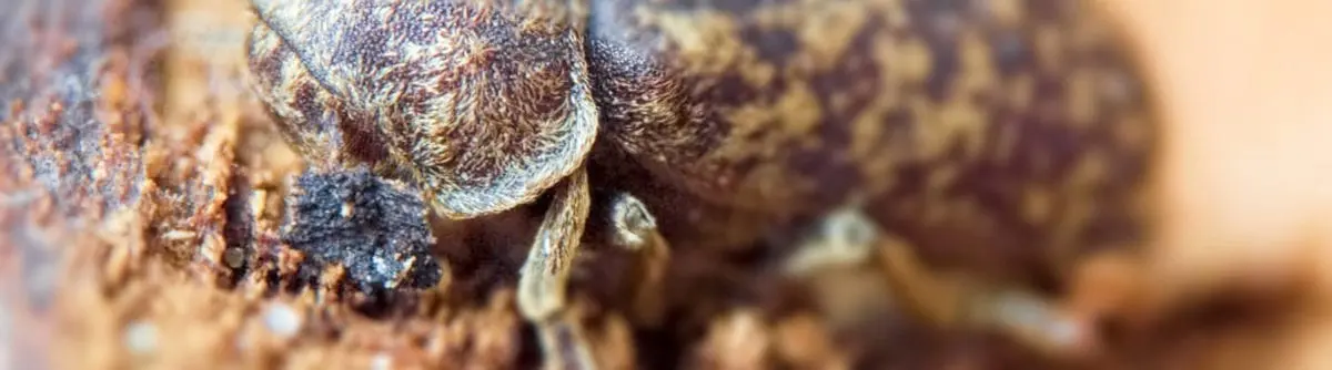 Insecte xylophage : Tout savoir pour leur dire au revoir