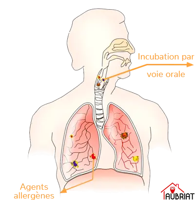 Schéma d'une voie respiratoire et des poumons attaqué par le mérule