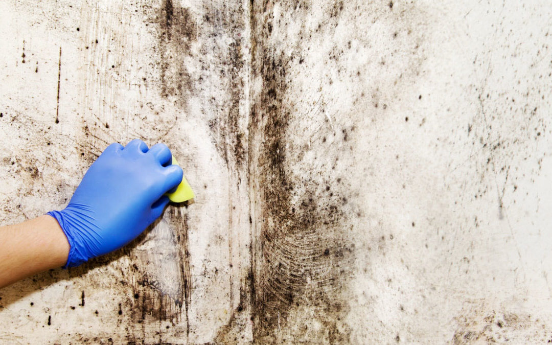 une main frotte la moisissure sur un mur